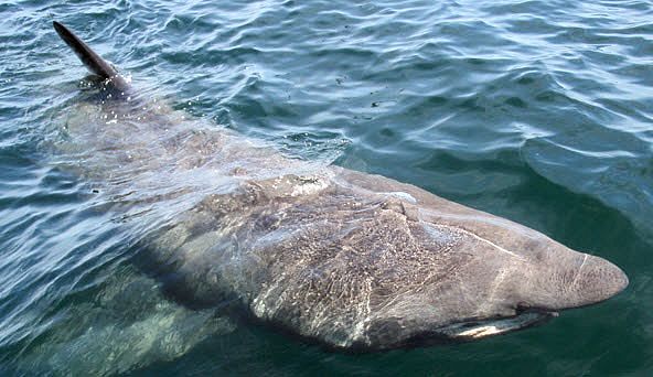 Cetorhinus maximus_06.jpg